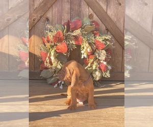 Bloodhound Puppy for sale in NESBIT, MS, USA