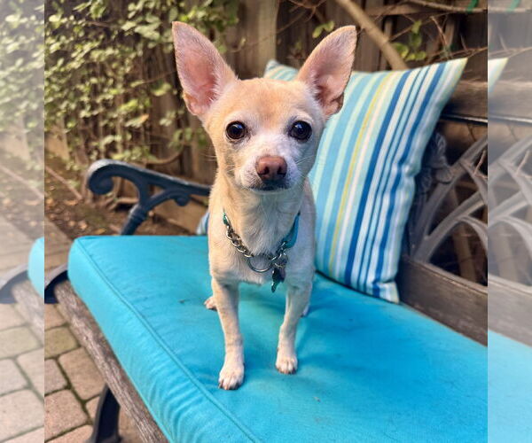 Medium Photo #2 Chihuahua-Unknown Mix Puppy For Sale in Santa Clara, CA, USA