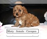 Small #1 Cavapoo