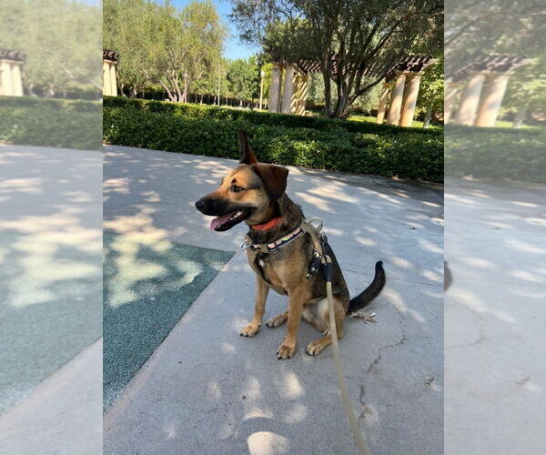 Medium Photo #2 Doberman Pinscher-German Shepherd Dog Mix Puppy For Sale in Victorville, CA, USA