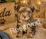 Puppy Coda Yorkshire Terrier
