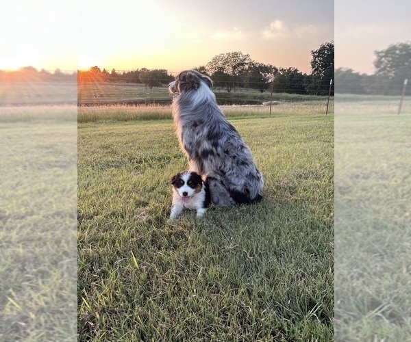 Medium Photo #7 Australian Shepherd Puppy For Sale in ADA, OK, USA