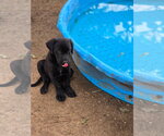 Small #2 Labrador Retriever Mix