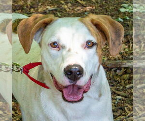 Toby - Male Mutt Dog for Adoption - Photo #9