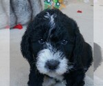 Puppy Zed Labradoodle