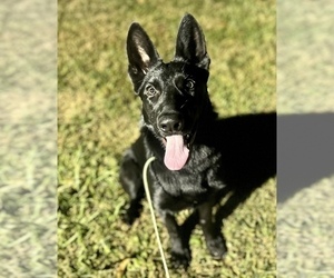 German Shepherd Dog Puppy for sale in ASHLAND, KY, USA