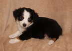 Small Photo #1 Miniature Australian Shepherd Puppy For Sale in PHOENIX, AZ, USA