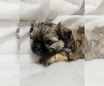 Puppy Pink collar gir Shih Tzu