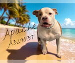 Small #1 American Pit Bull Terrier
