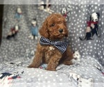 Small #4 Cavapoo