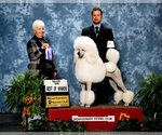Small Photo #1 Poodle (Standard) Puppy For Sale in ACUSHNET, MA, USA