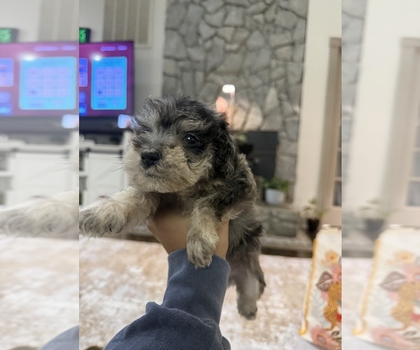 Medium Photo #2 Schnoodle (Miniature) Puppy For Sale in DINWIDDIE, VA, USA