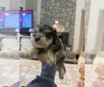 Small #1 Schnoodle (Miniature)