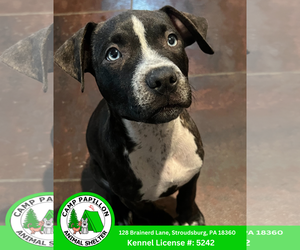 Mutt Dogs for adoption in Stroudsburg, PA, USA