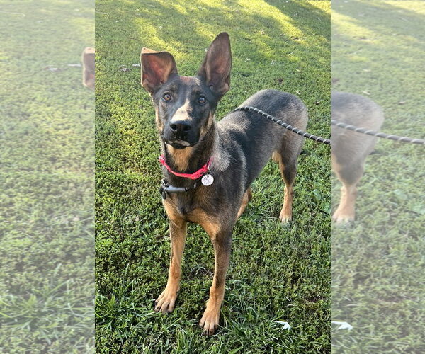 Medium Photo #1 German Shepherd Dog-Unknown Mix Puppy For Sale in Centreville, VA, USA