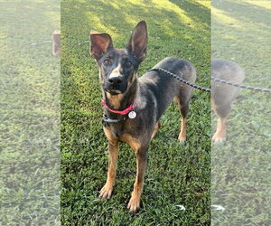 German Shepherd Dog-Unknown Mix Dogs for adoption in Centreville, VA, USA