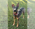 Small German Shepherd Dog Mix