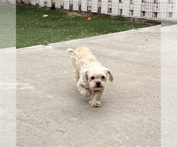 Medium Photo #1 Maltese Puppy For Sale in Fremont, CA, USA