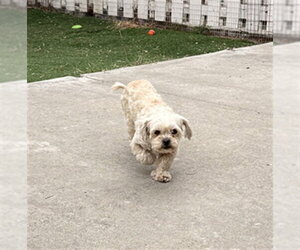 Maltese Dogs for adoption in Fremont, CA, USA