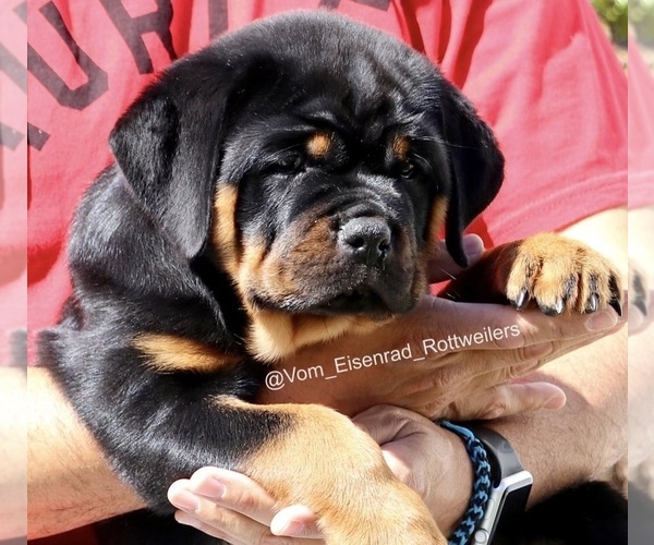 Medium Photo #14 Rottweiler Puppy For Sale in FONTANA, CA, USA