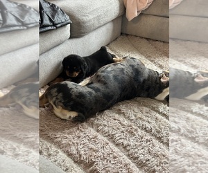 Rottweiler Puppy for sale in DEARBORN, MI, USA