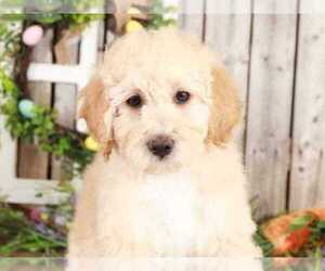 Goldendoodle Puppy for sale in MOUNT VERNON, OH, USA