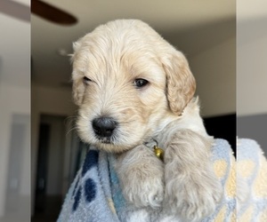 Medium Goldendoodle