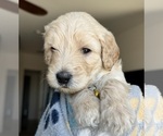 Puppy Eminem Goldendoodle