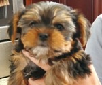Small Photo #5 Yorkshire Terrier Puppy For Sale in LEXINGTON, GA, USA