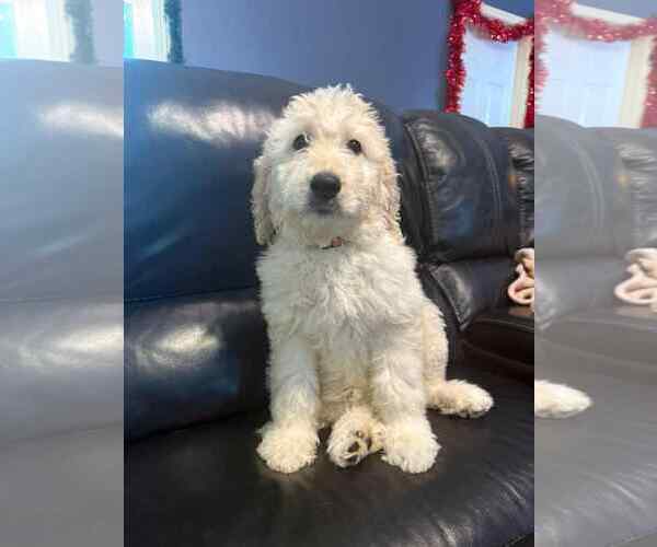 Medium Photo #2 Goldendoodle Puppy For Sale in Fort Worth, TX, USA