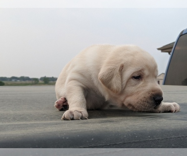 Medium Photo #1 Labrador Retriever Puppy For Sale in EATON, CO, USA