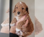 Small Photo #7 Goldendoodle (Miniature) Puppy For Sale in BATTLE GROUND, WA, USA