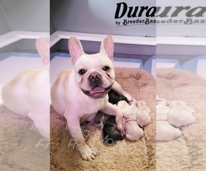 Mother of the French Bulldog puppies born on 05/10/2023