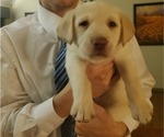 Small Photo #3 Labrador Retriever Puppy For Sale in RINGGOLD, GA, USA