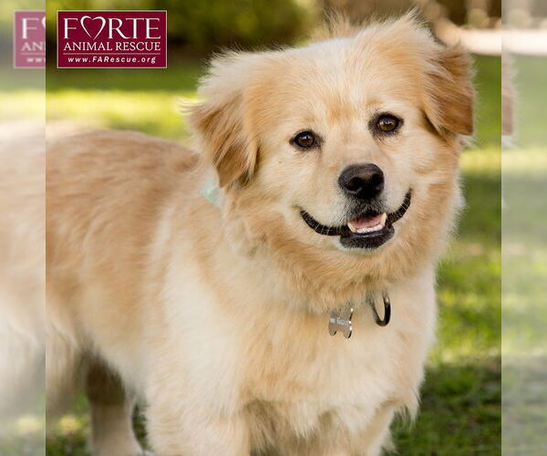 Medium Photo #5 Golden Retriever-Pembroke Welsh Corgi Mix Puppy For Sale in Marina del Rey, CA, USA