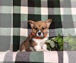 Small #1 Pembroke Welsh Corgi