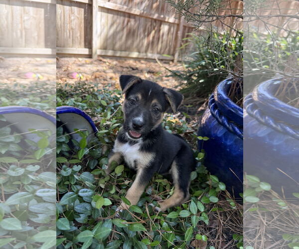 Medium Photo #2 Labrador Retriever-Unknown Mix Puppy For Sale in The Woodlands, TX, USA