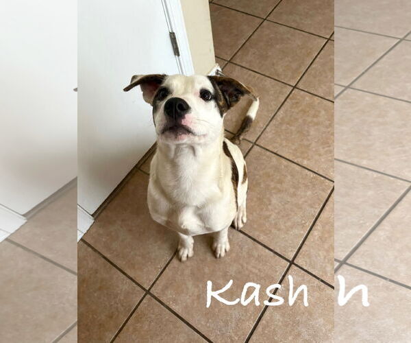 Medium Photo #1 Australian Shepherd-Unknown Mix Puppy For Sale in Winter Park, CO, USA