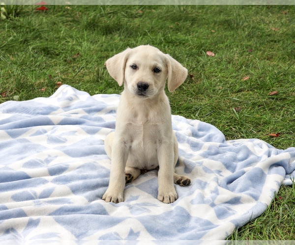 Medium Photo #4 Labrador Retriever Puppy For Sale in SYRACUSE, IN, USA