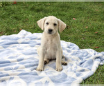 Rambo - Male Labrador Retriever Puppy for Sale - Photo #4