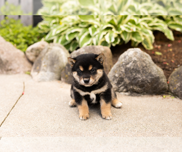 Medium Photo #2 Shiba Inu Puppy For Sale in MILLERSBURG, IN, USA