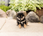 Small #1 Shiba Inu