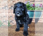Small #2 Aussiedoodle