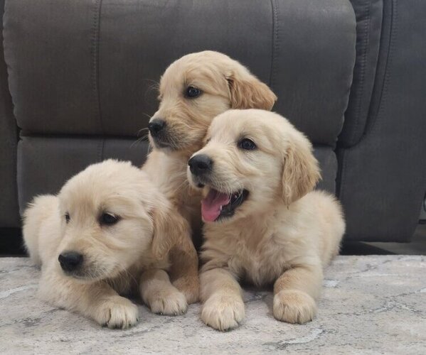 Medium Photo #1 Golden Retriever Puppy For Sale in SACRAMENTO, CA, USA