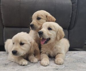 Golden Retriever Puppy for sale in SACRAMENTO, CA, USA
