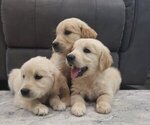 Small Golden Retriever