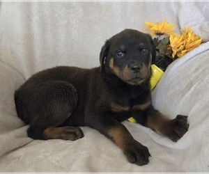 Rottweiler Puppy for sale in CASSVILLE, MO, USA