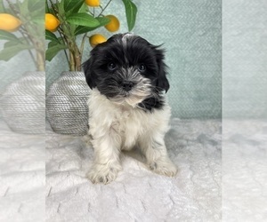 ShihPoo Puppy for sale in FRANKLIN, IN, USA