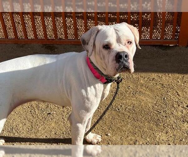 Medium Photo #2 Dogo Argentino-Unknown Mix Puppy For Sale in Las Vegas, NV, USA