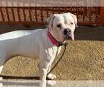 Small #1 Dogo Argentino Mix